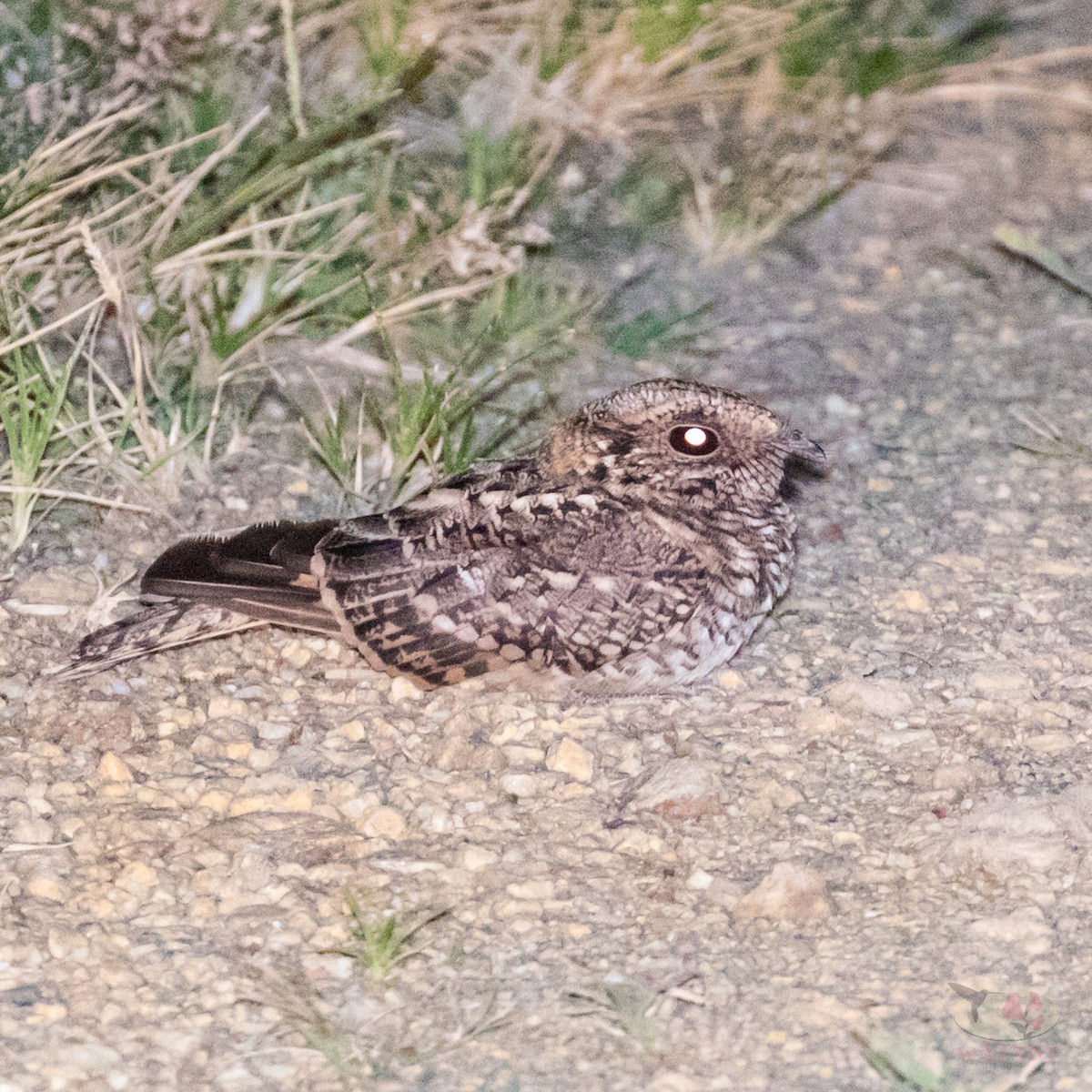 White-tailed Nightjar - ML83473921