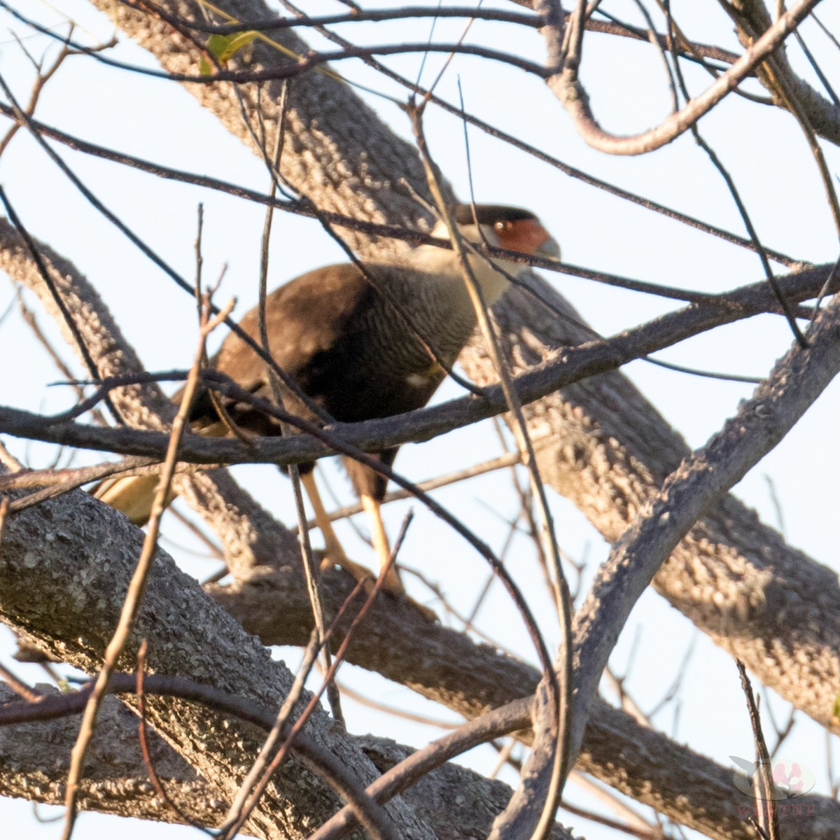 Caracara huppé (cheriway) - ML83474411