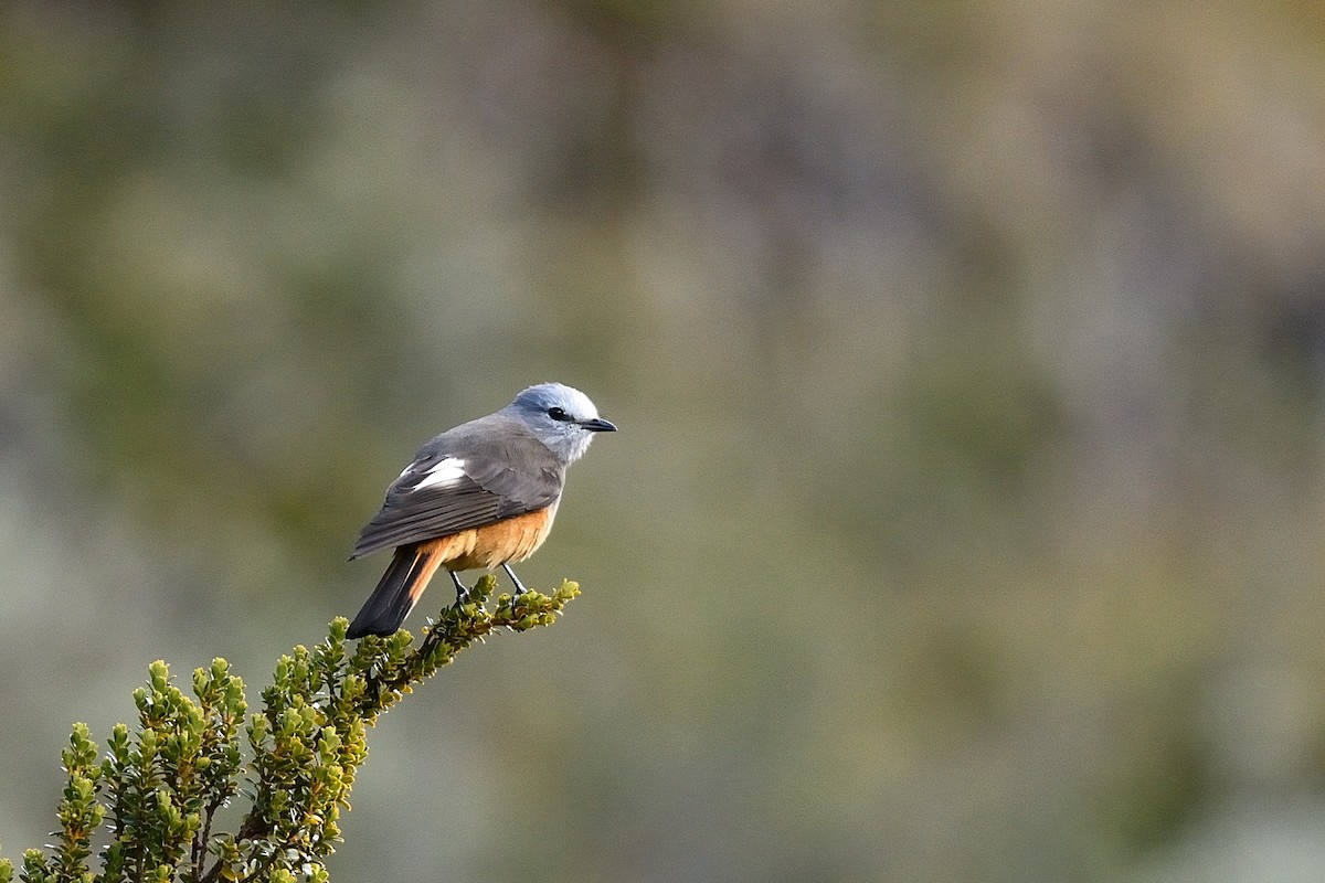 Red-rumped Bush-Tyrant - ML83475461