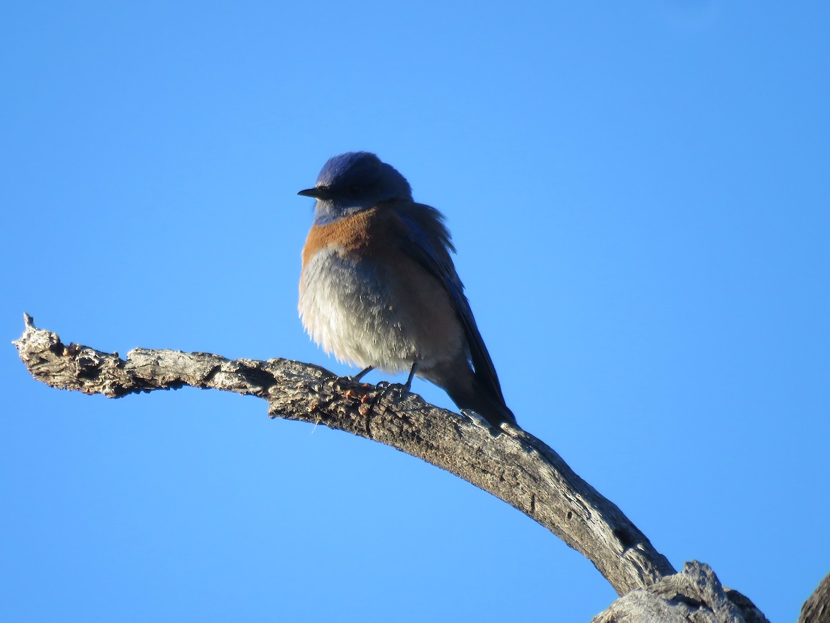 Western Bluebird - ML83476081