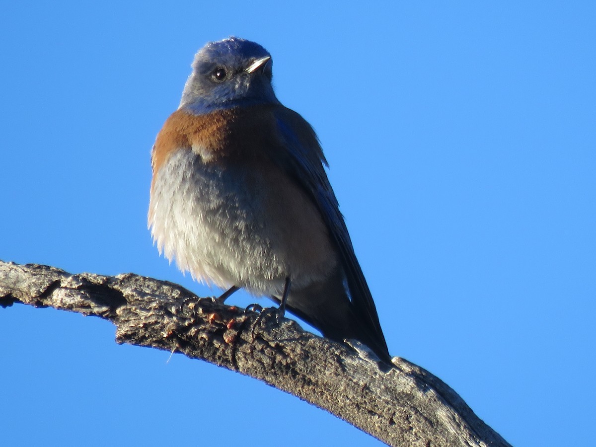 Western Bluebird - ML83476171