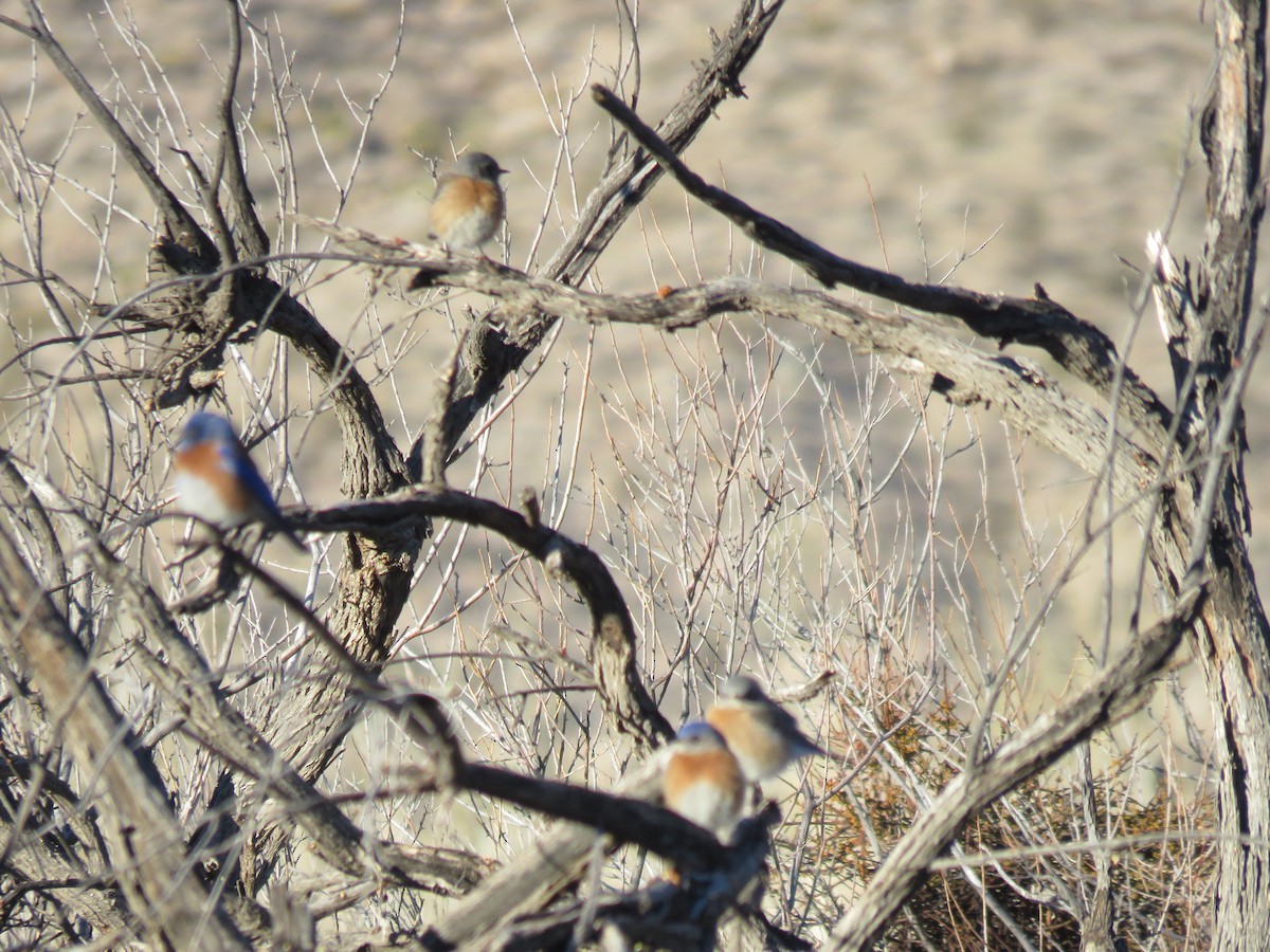 Western Bluebird - ML83476301