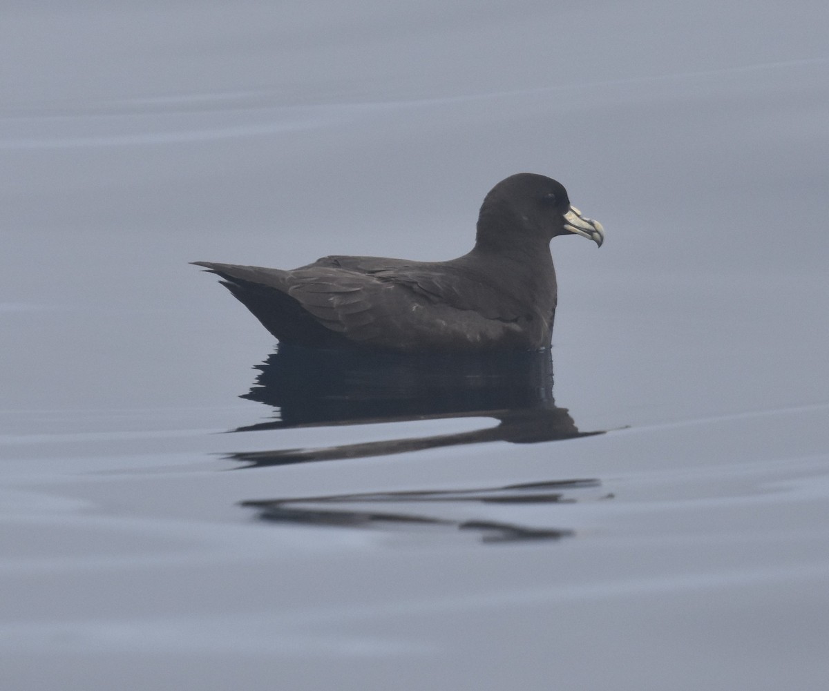 White-chinned Petrel - Ross Silcock