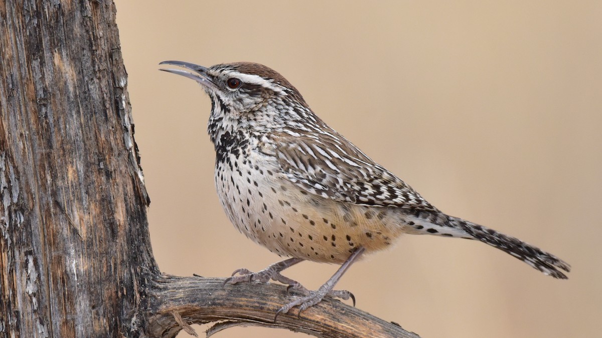 Cactus Wren - ML83481861