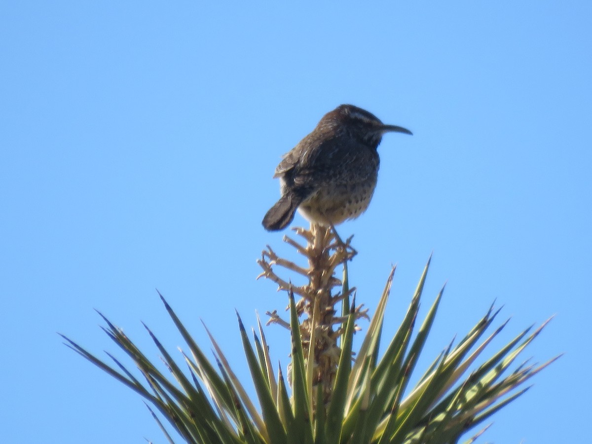 Cactus Wren - ML83482971