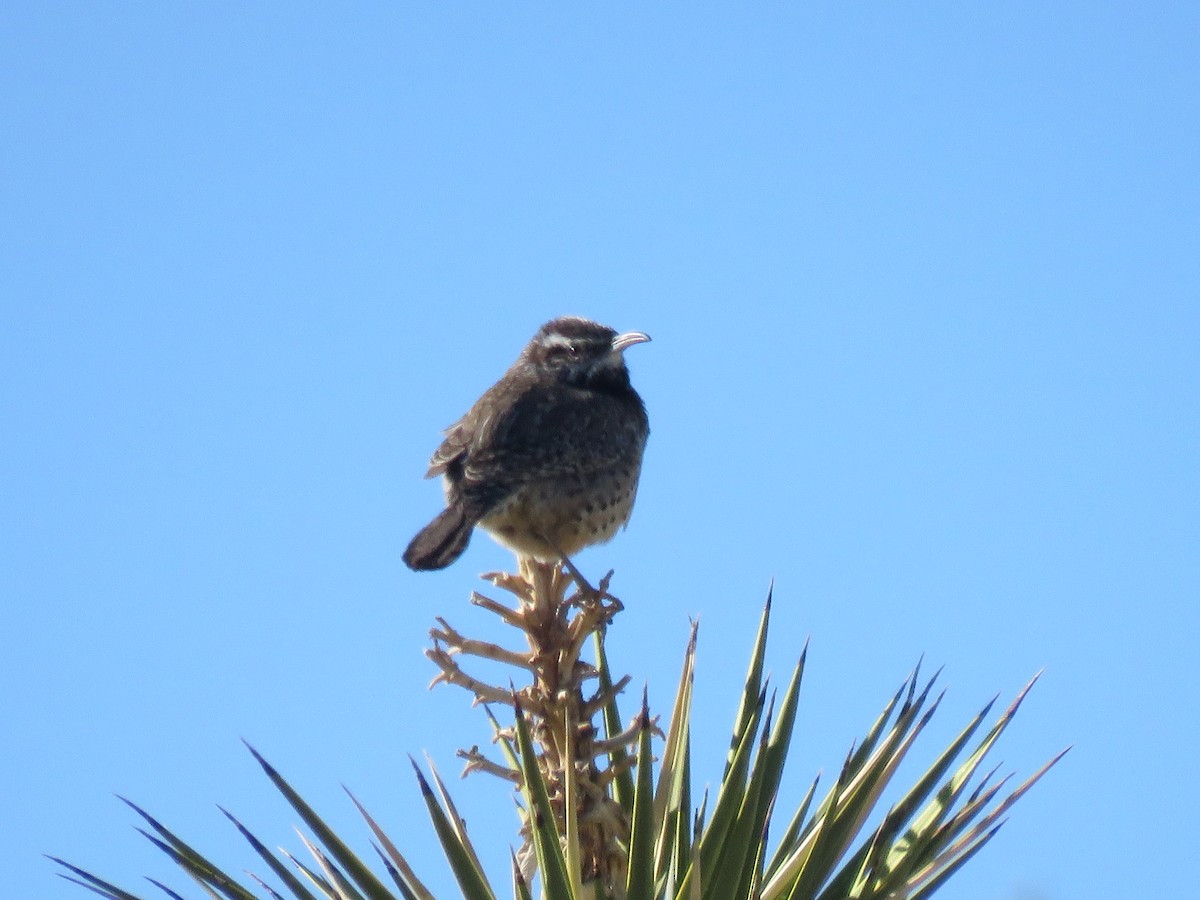 Cactus Wren - ML83483041