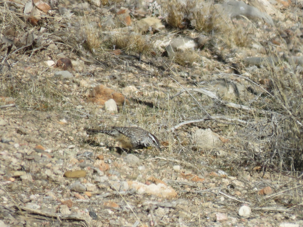 Cactus Wren - ML83483091