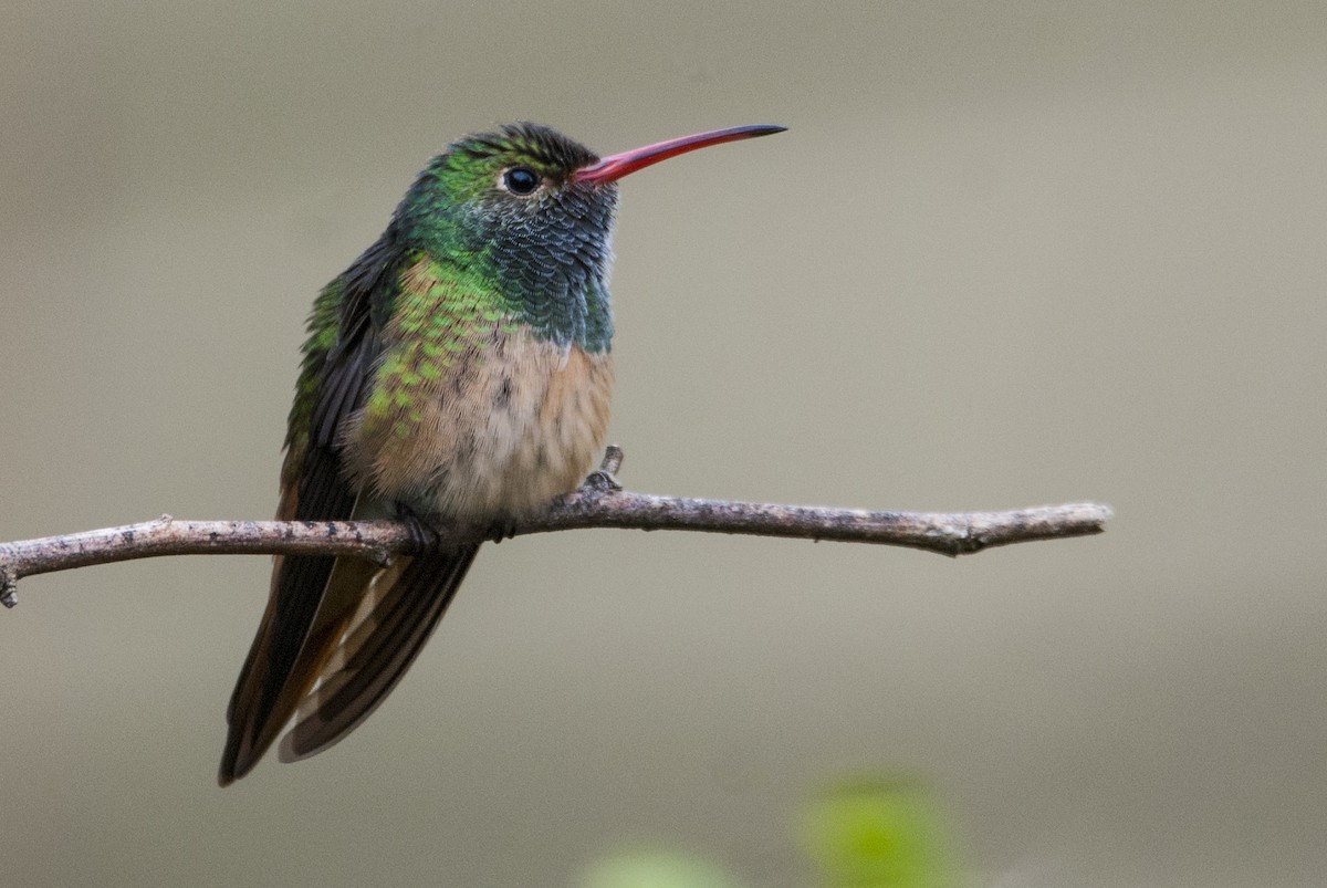 Buff-bellied Hummingbird - ML83483541