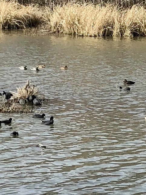 American Black Duck - ML83483581