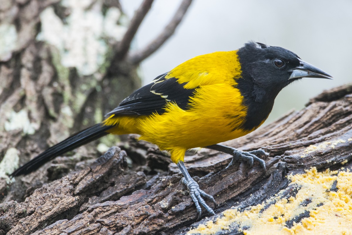 Audubon's Oriole - Andrew Simon