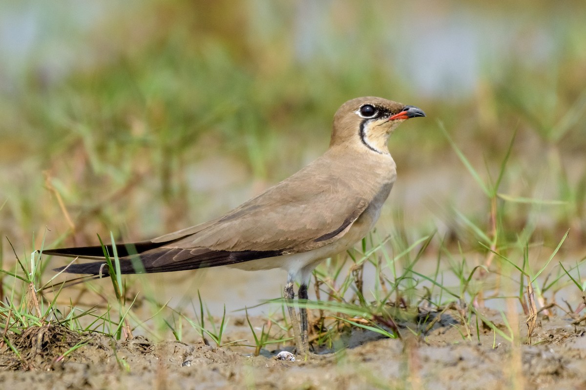 Collared Pratincole - ML83484621