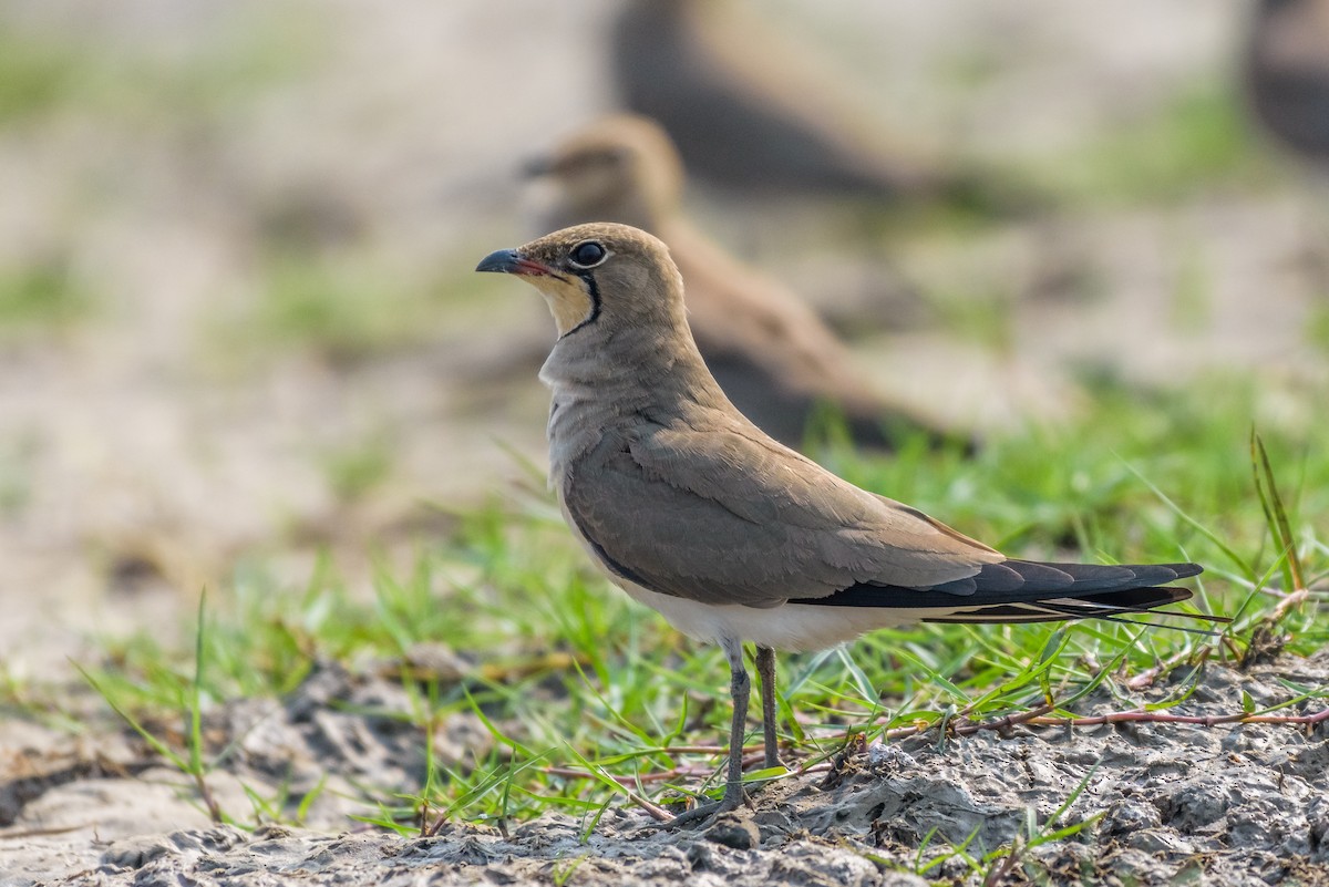 Oriental Pratincole - ML83484691