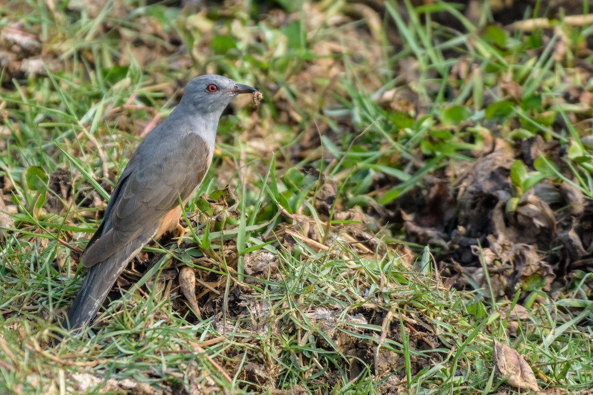 Plaintive Cuckoo - ML83484701