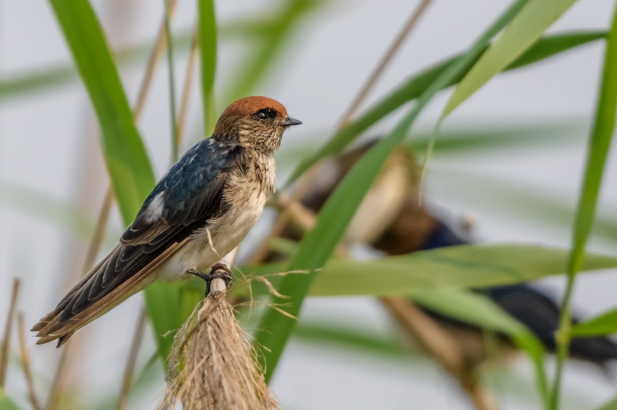 Streak-throated Swallow - Balaji P B
