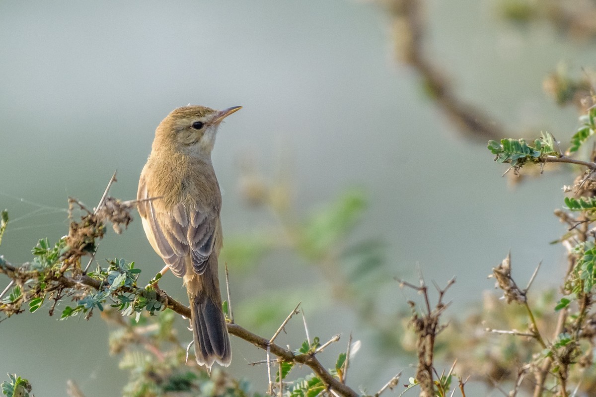 Sykes's Warbler - Balaji P B