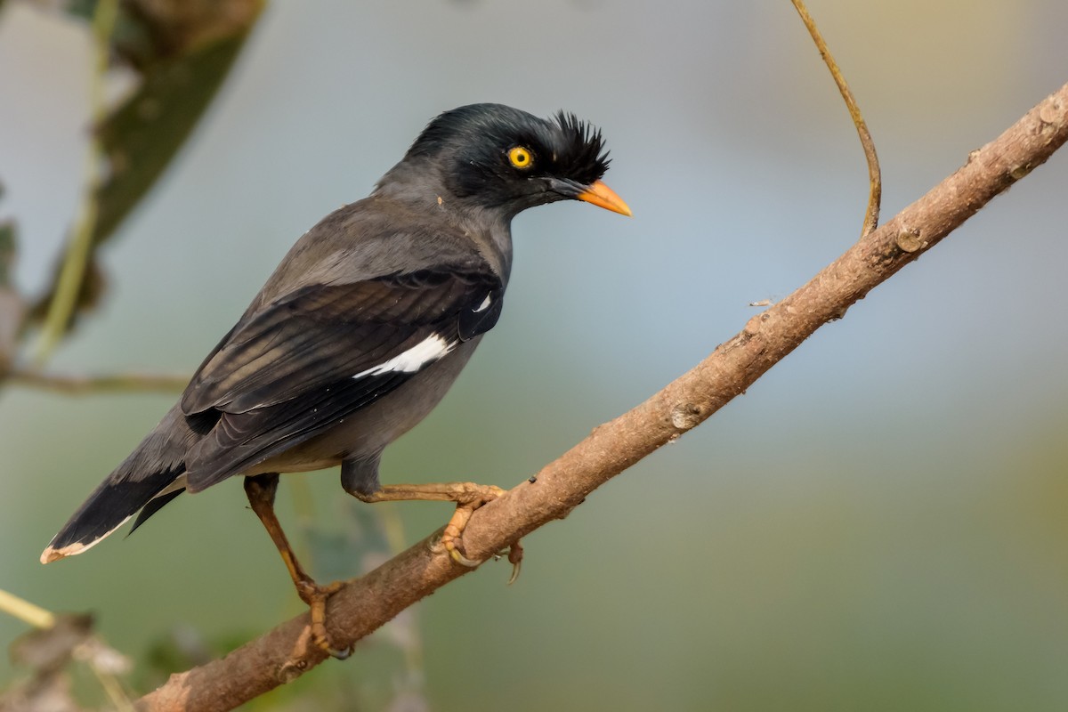 Jungle Myna - ML83485461