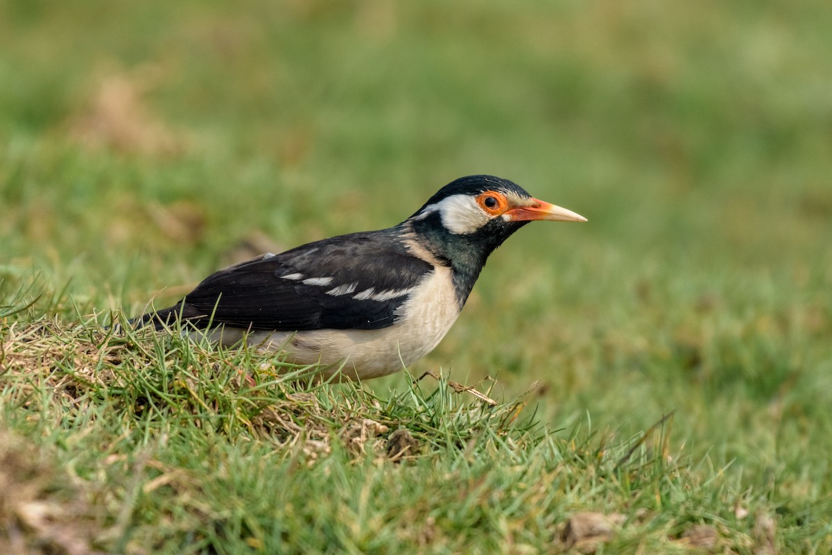 Indian Pied Starling - ML83485611