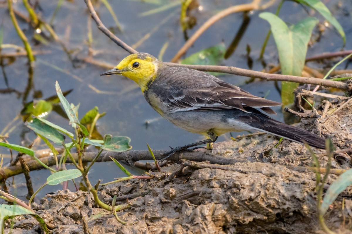 Citrine Wagtail - ML83485641