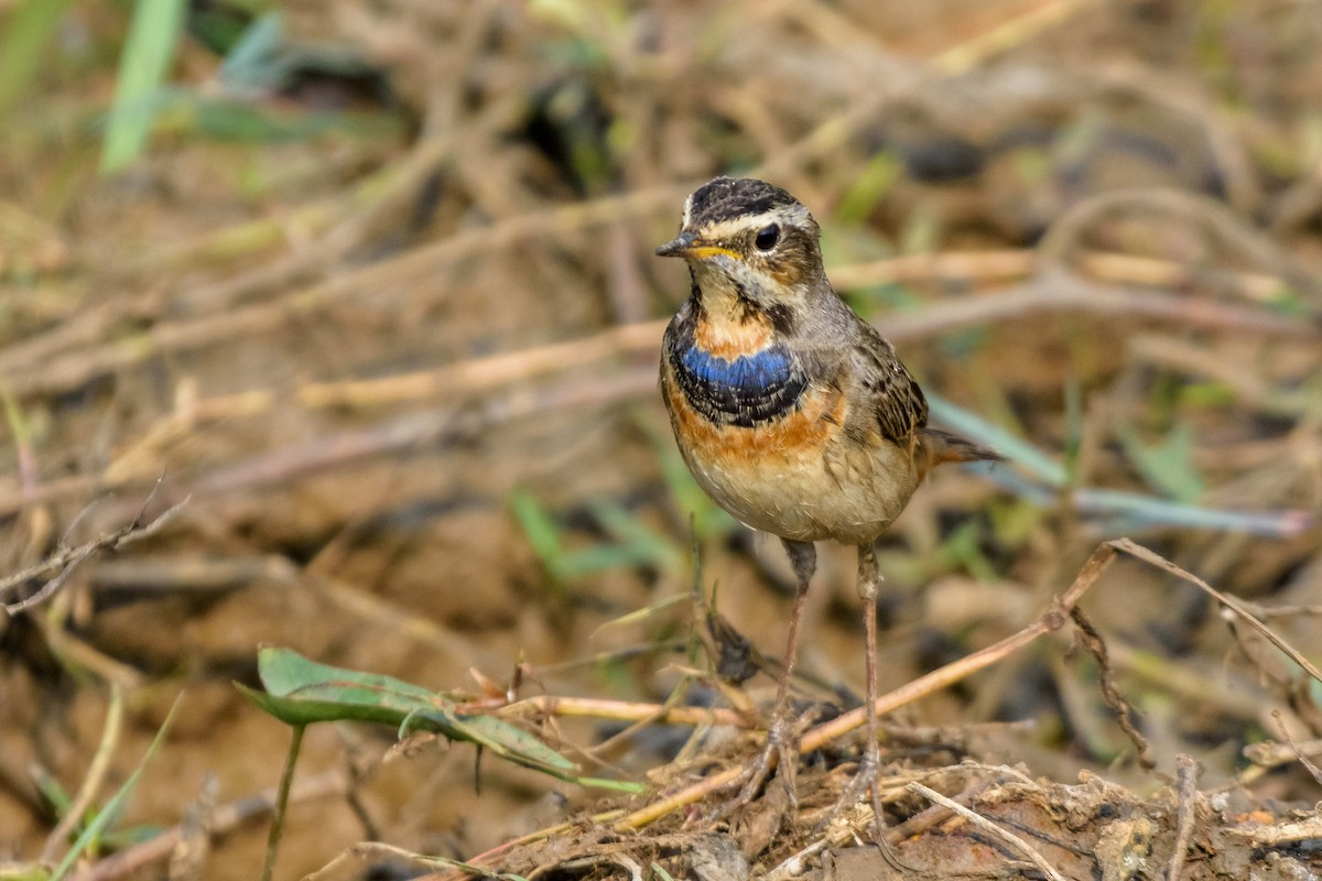 Bluethroat - Balaji P B