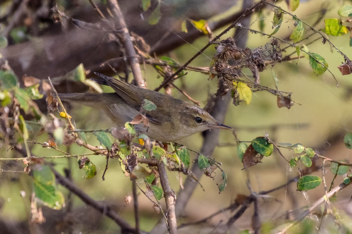 Blyth's Reed Warbler - ML83485881