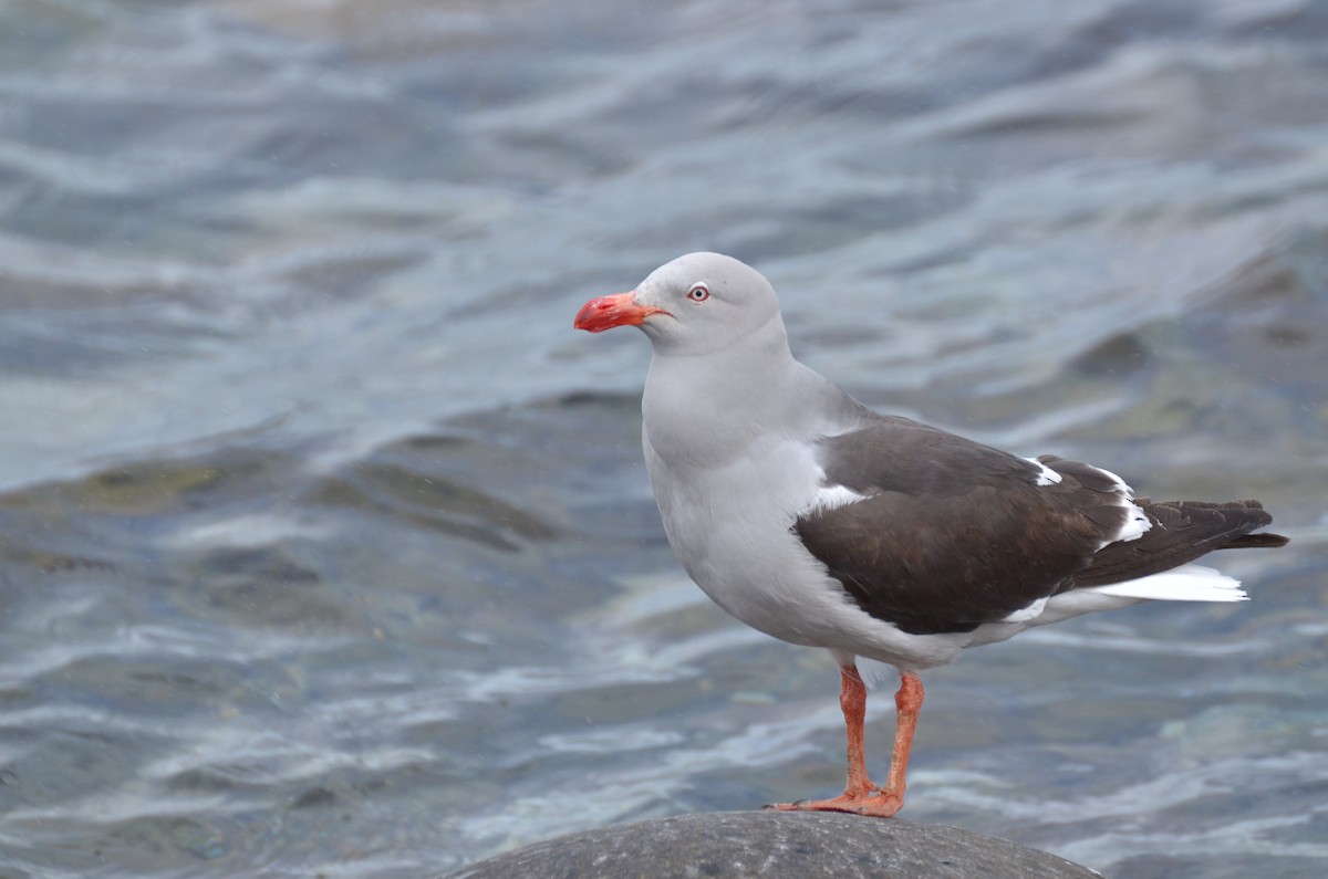 Dolphin Gull - Pablo Gutiérrez Maier