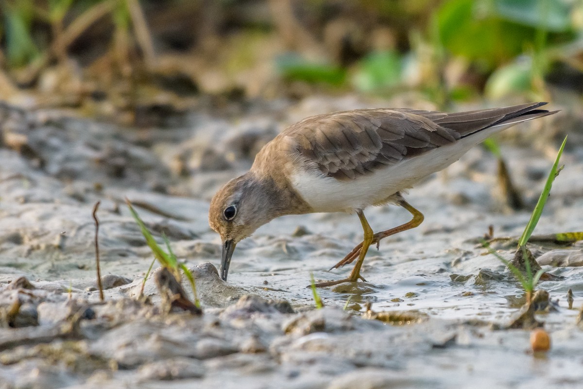 Temminck's Stint - ML83487231