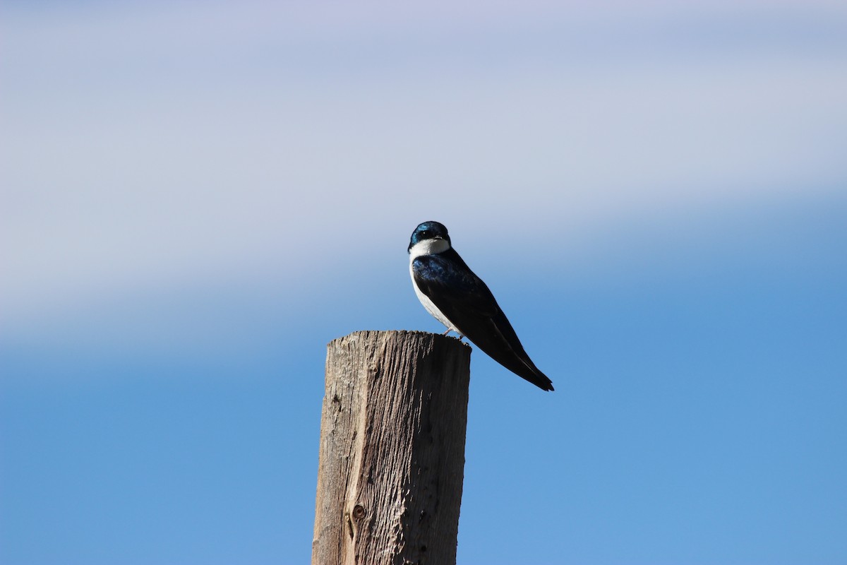 Tree Swallow - Donald Jones