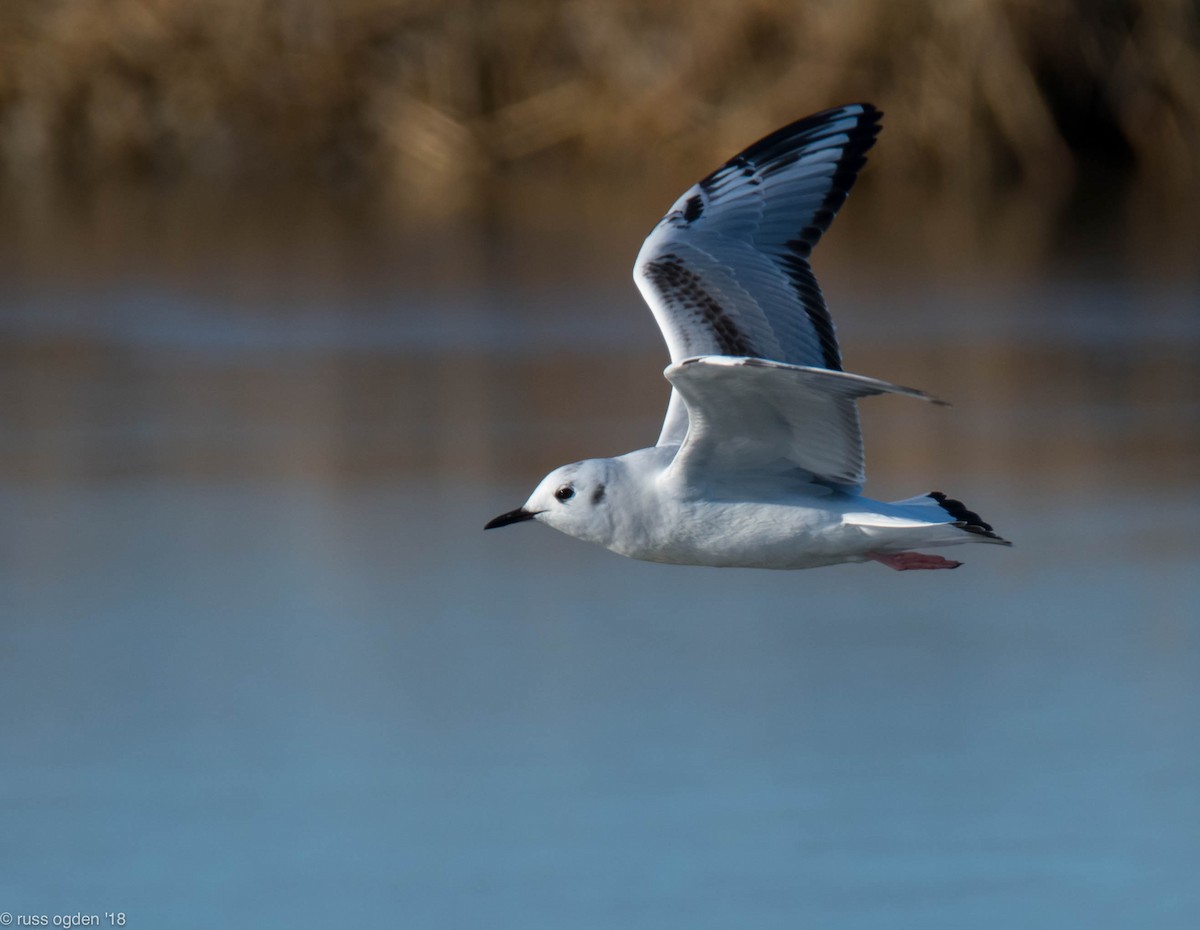 Bonaparte's Gull - ML83487731