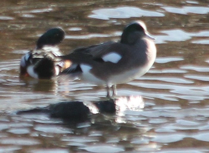 American Wigeon - ML83488021