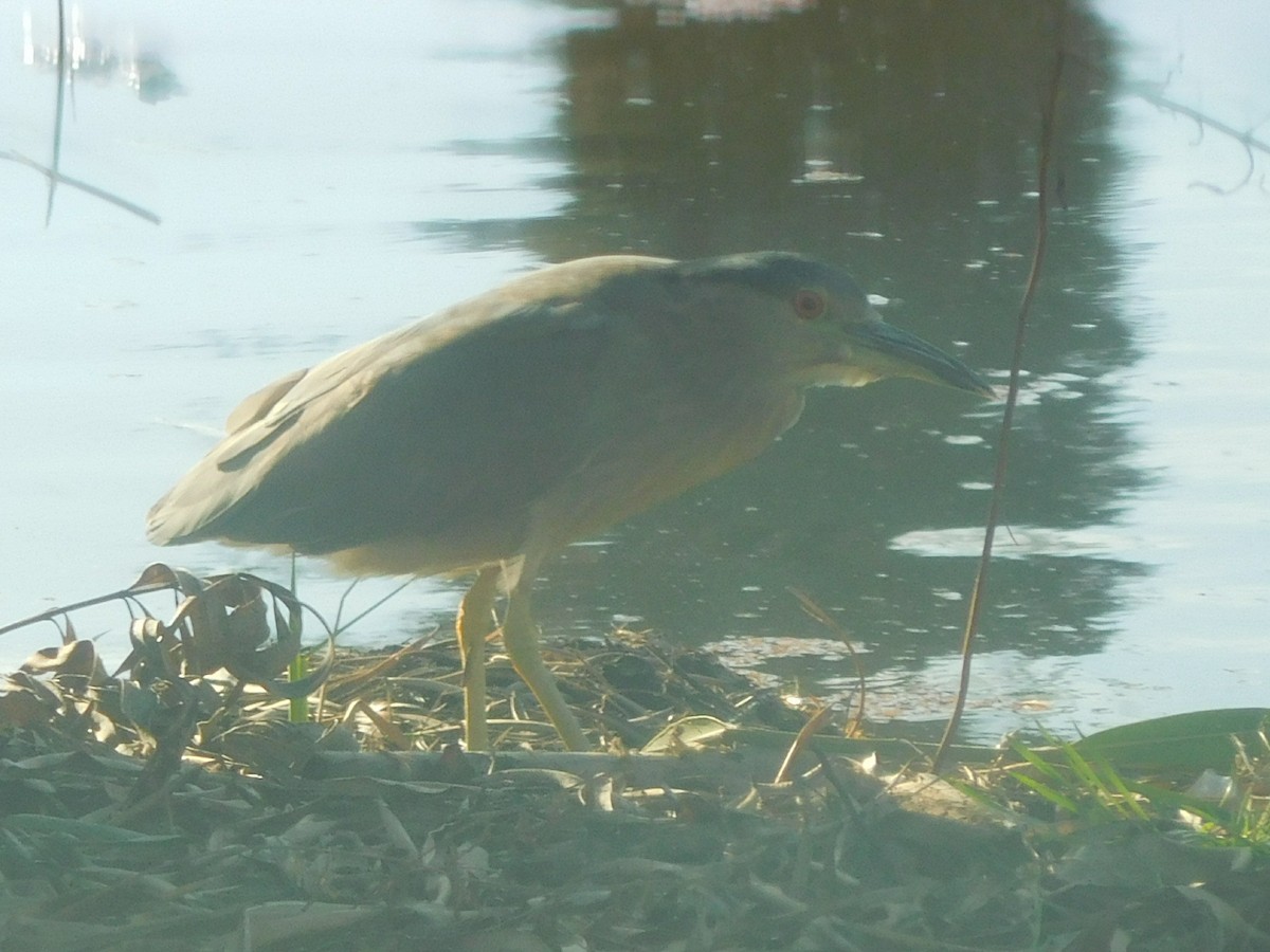 Black-crowned Night Heron - ML83488971