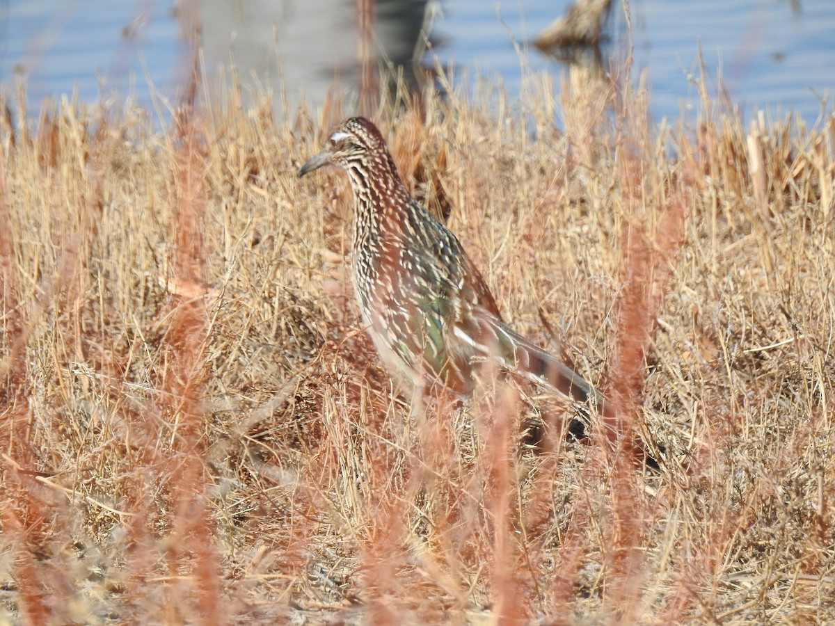 Greater Roadrunner - ML83491141