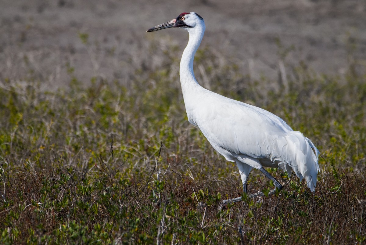 Whooping Crane - ML83491151