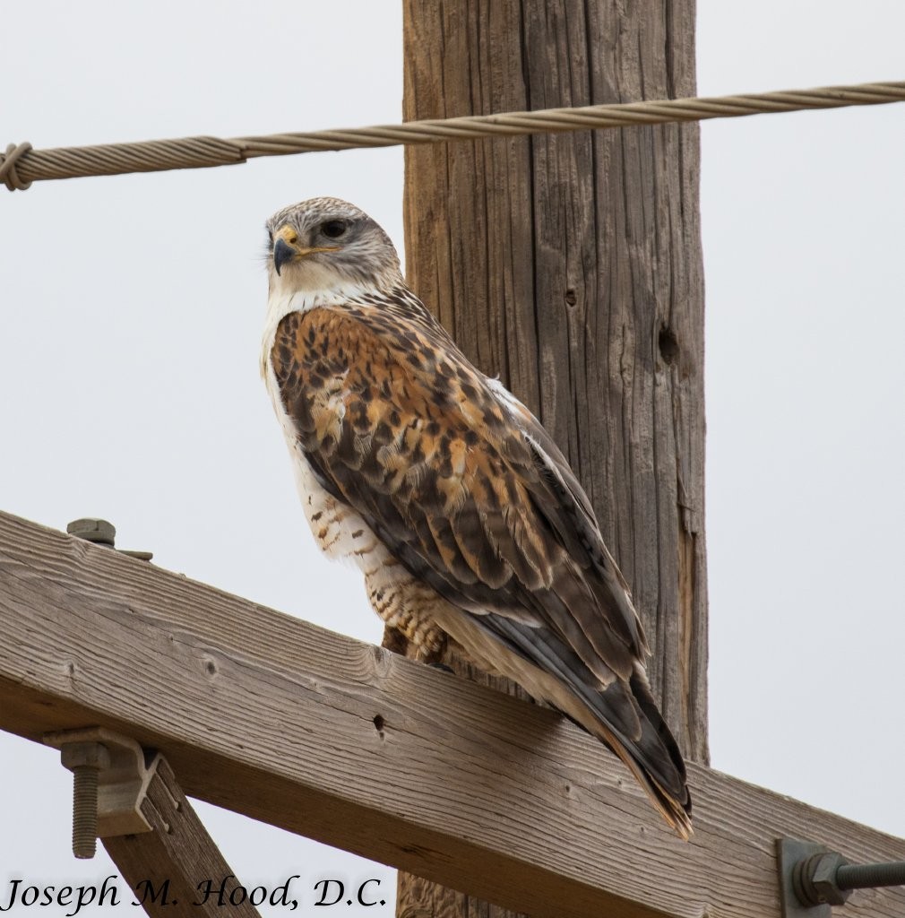 Ferruginous Hawk - ML83491391