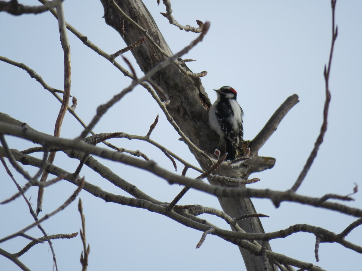 Downy Woodpecker - ML83492271