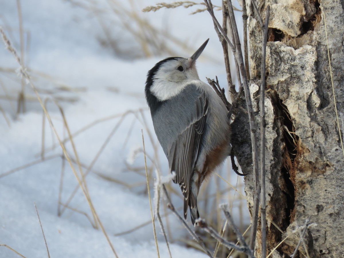 White-breasted Nuthatch - ML83492381