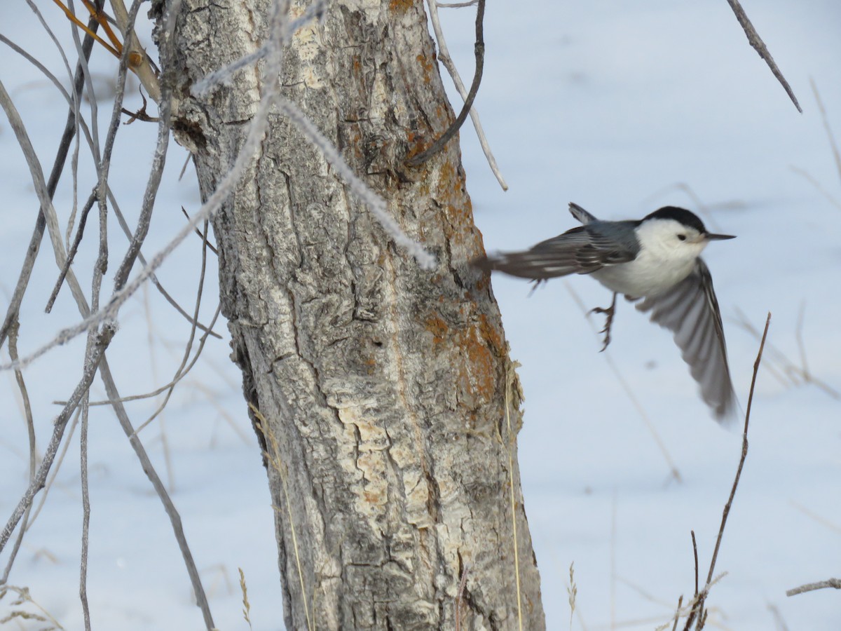 White-breasted Nuthatch - ML83492391
