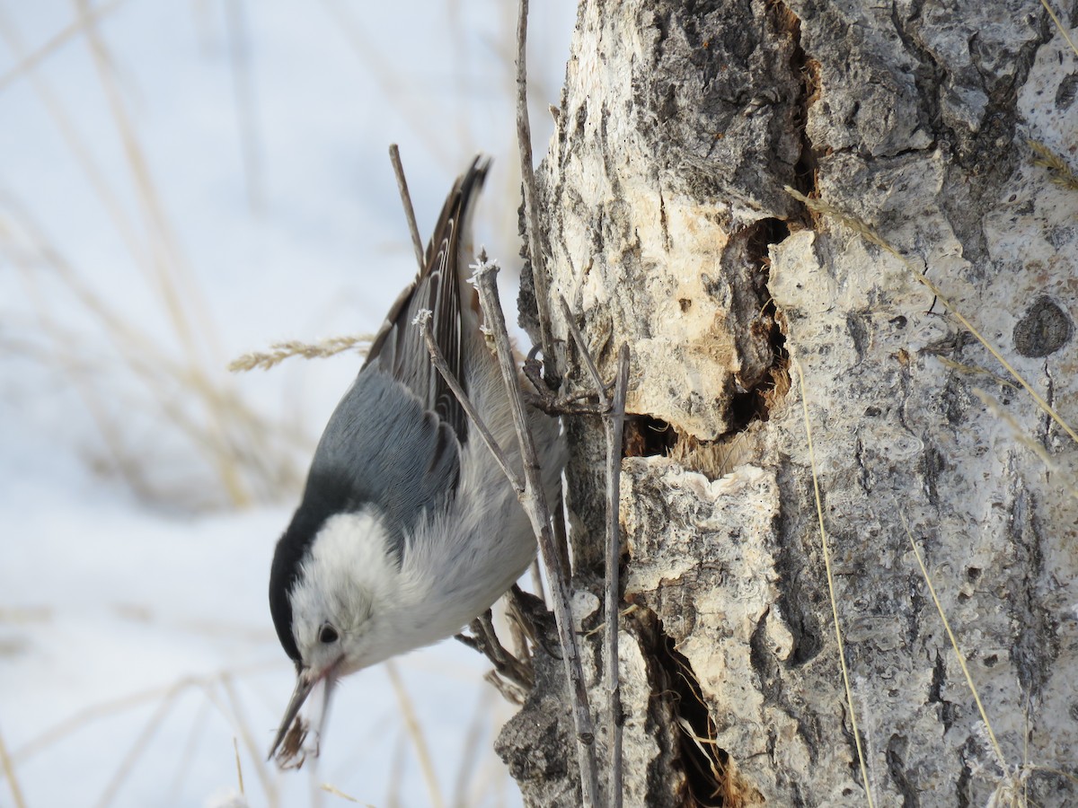 White-breasted Nuthatch - ML83492401