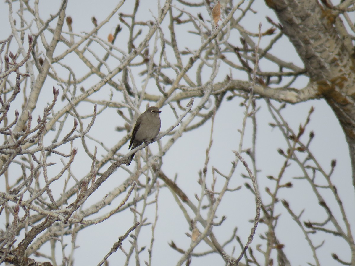 Townsend's Solitaire - ML83492501