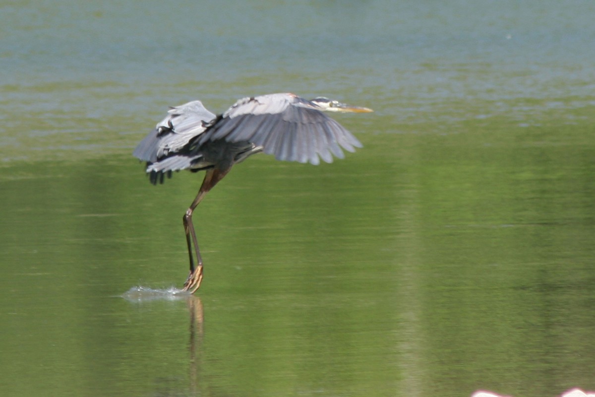 Great Blue Heron - ML83492541