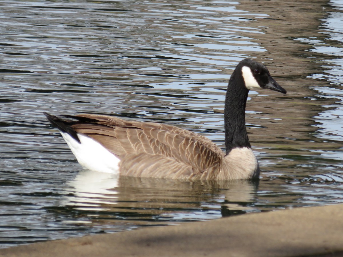 Canada Goose - Karen Richardson