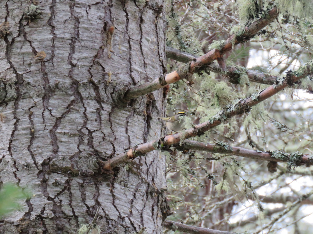 Golden-crowned Kinglet - ML83496181