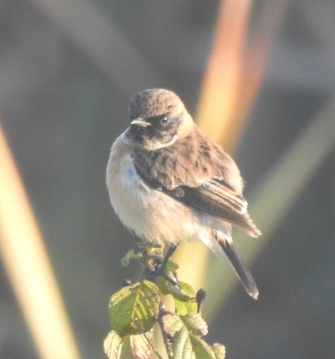 Siberian Stonechat - Praveen J