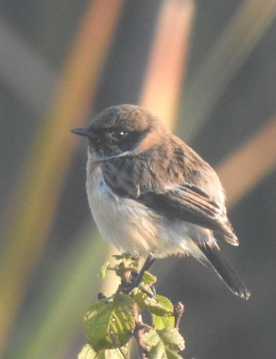 Siberian Stonechat - ML83496361