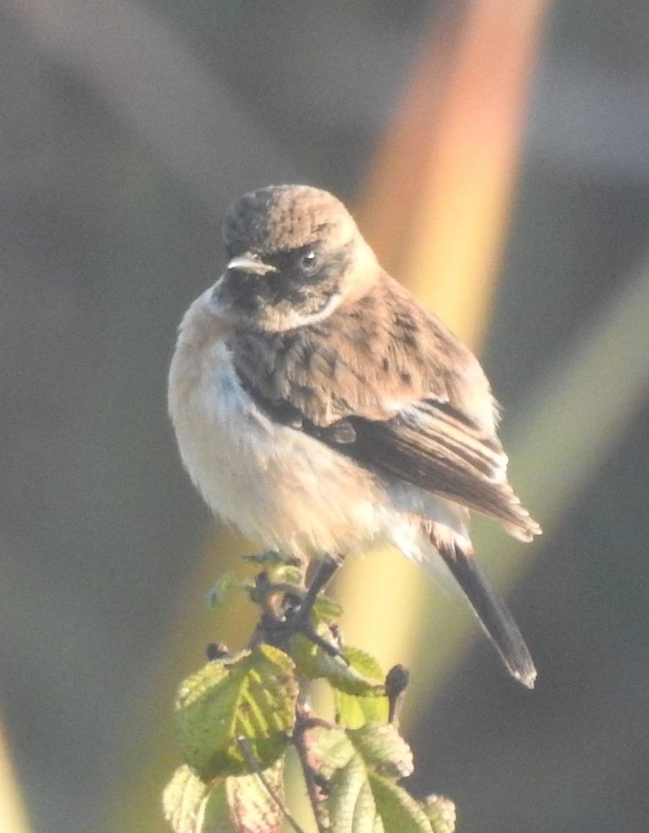 Siberian Stonechat - ML83496371