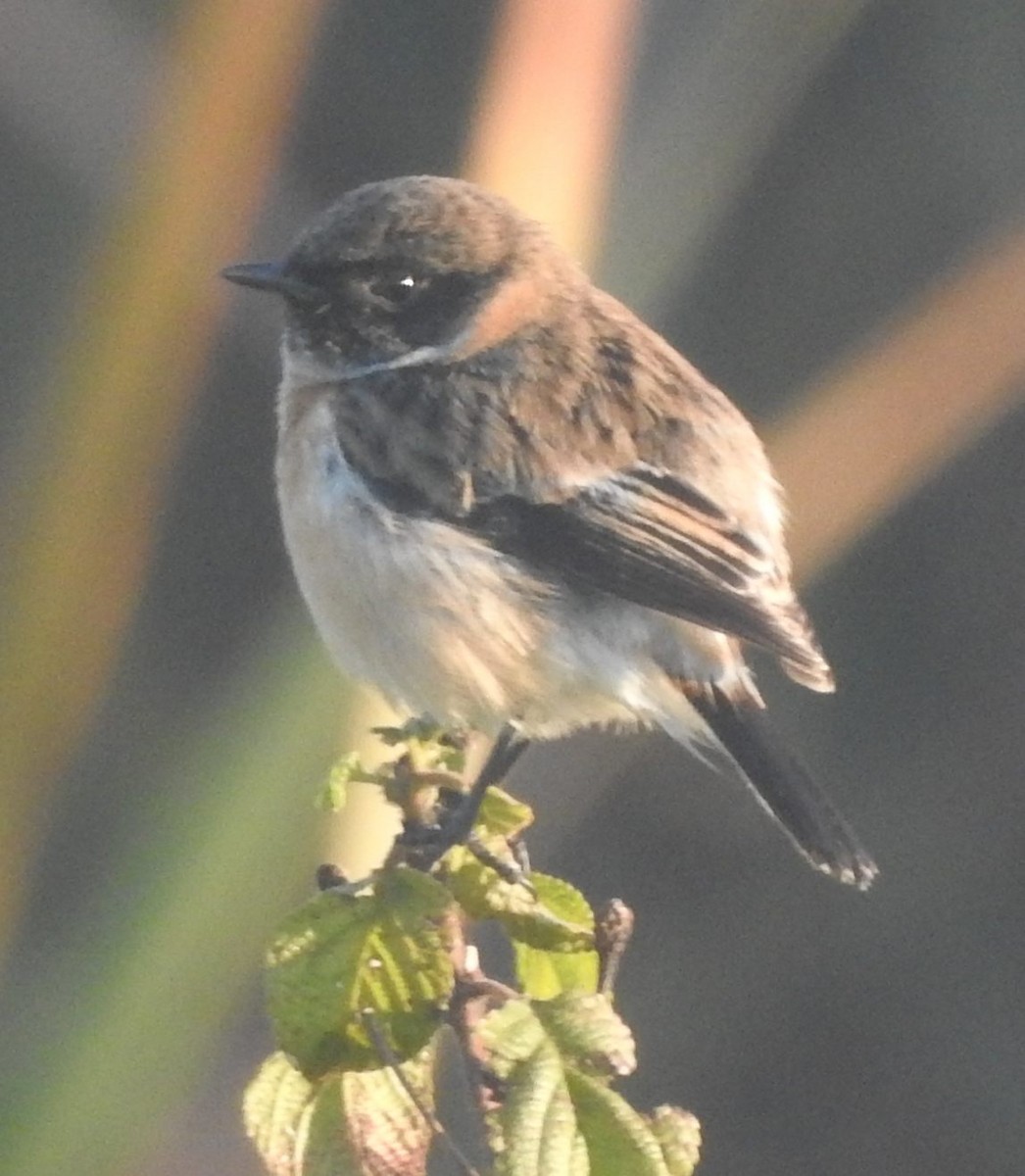 Siberian Stonechat - Praveen J