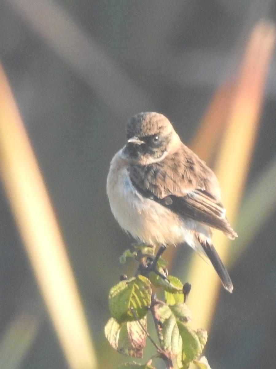 Siberian Stonechat - Praveen J