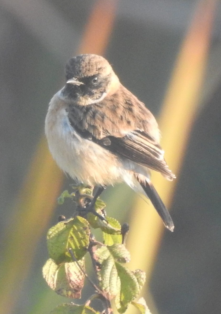 Siberian Stonechat - Praveen J