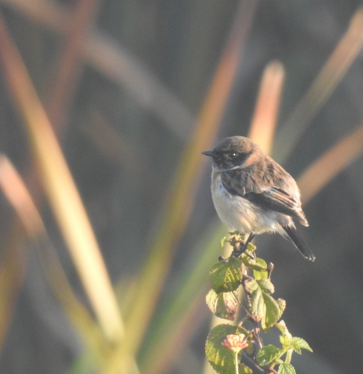 Siberian Stonechat - Praveen J