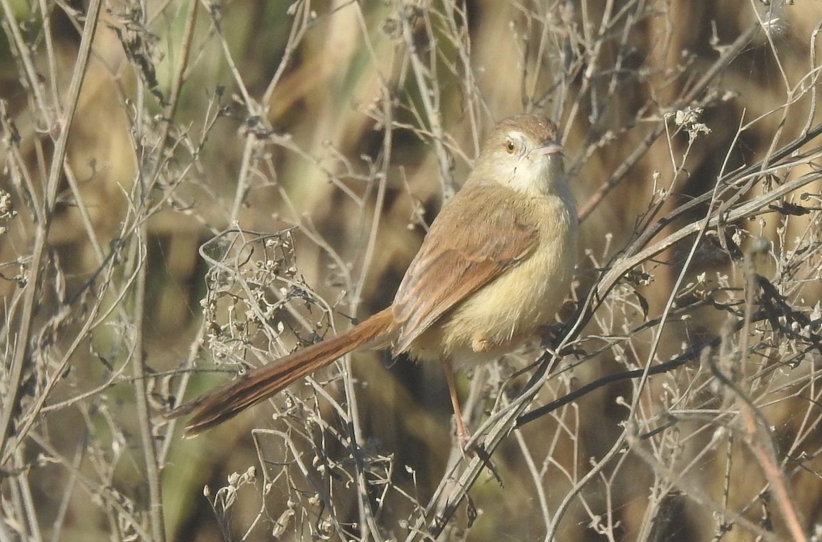 Jungle Prinia - ML83496991