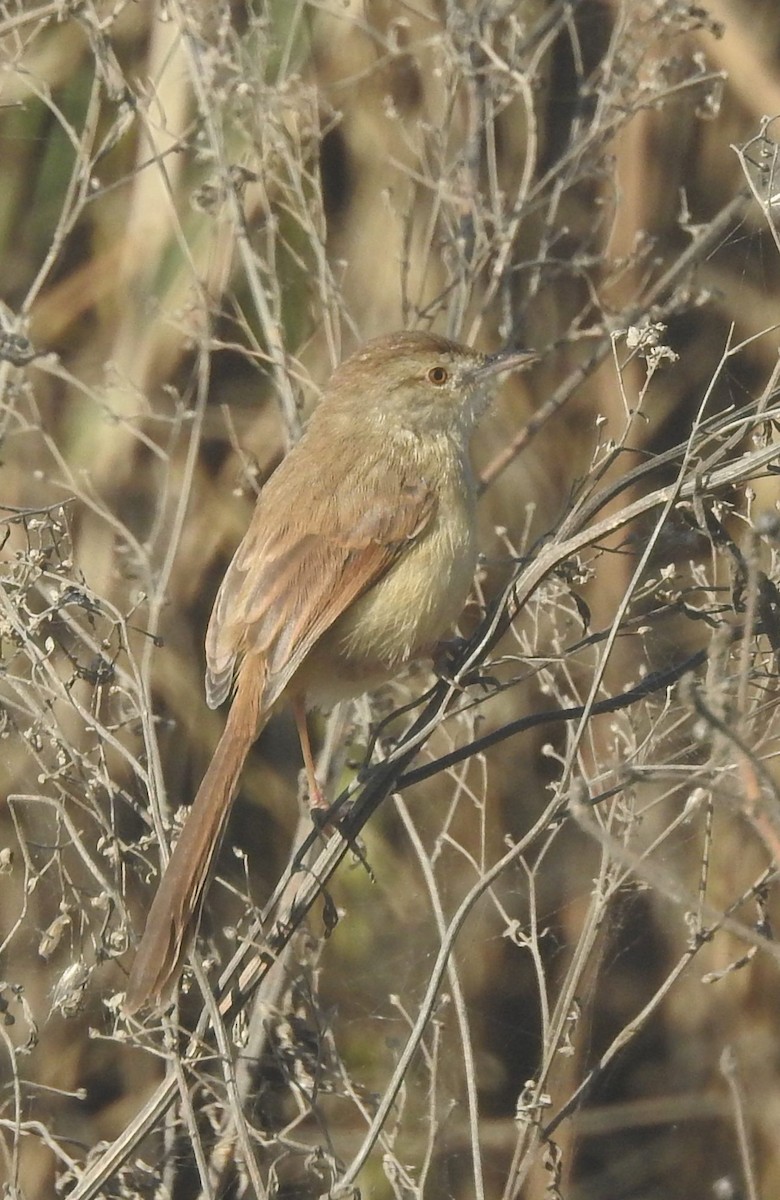 Jungle Prinia - Praveen J